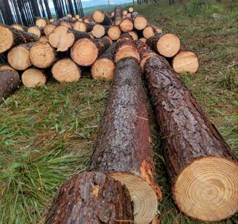 Canadian Logs